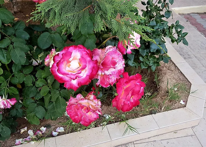 فندق Diamond